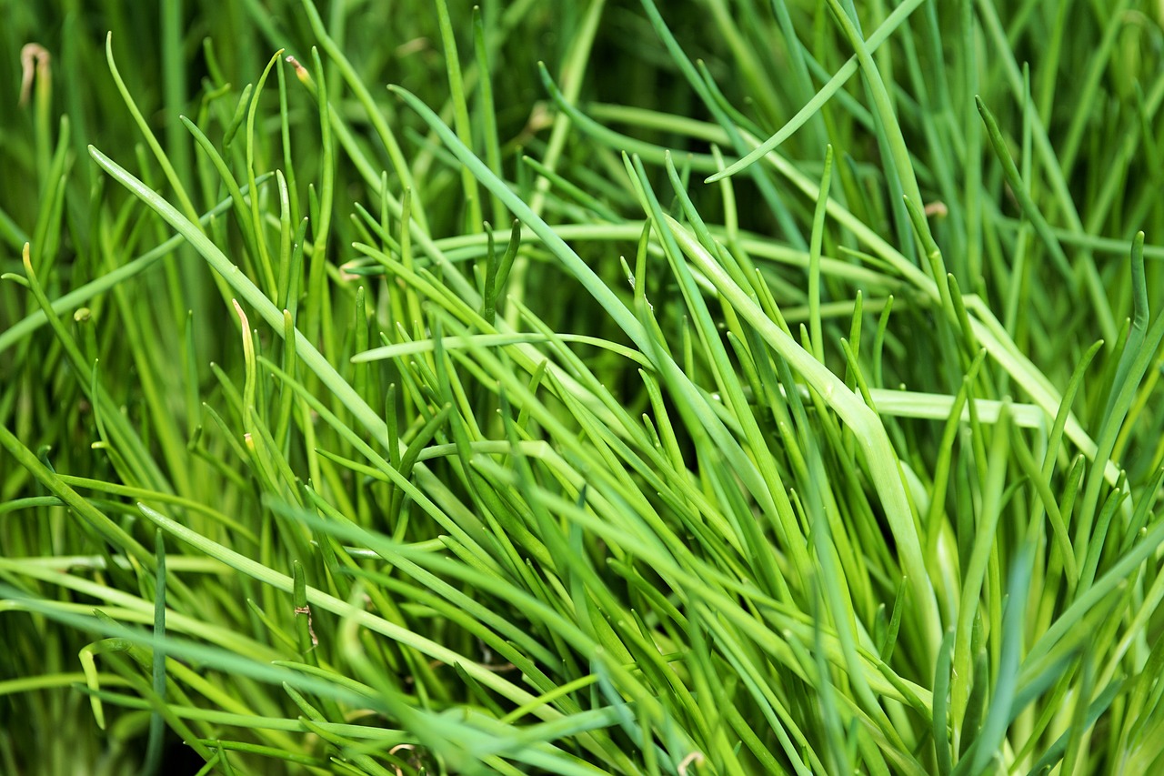 Image - chives plant spice herbs
