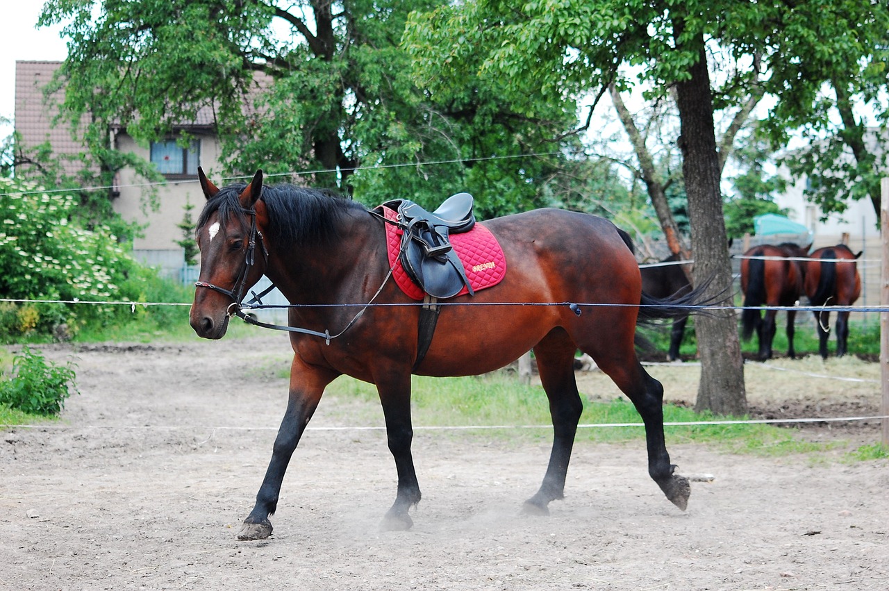 Image - the horse work lonżowanie mammal