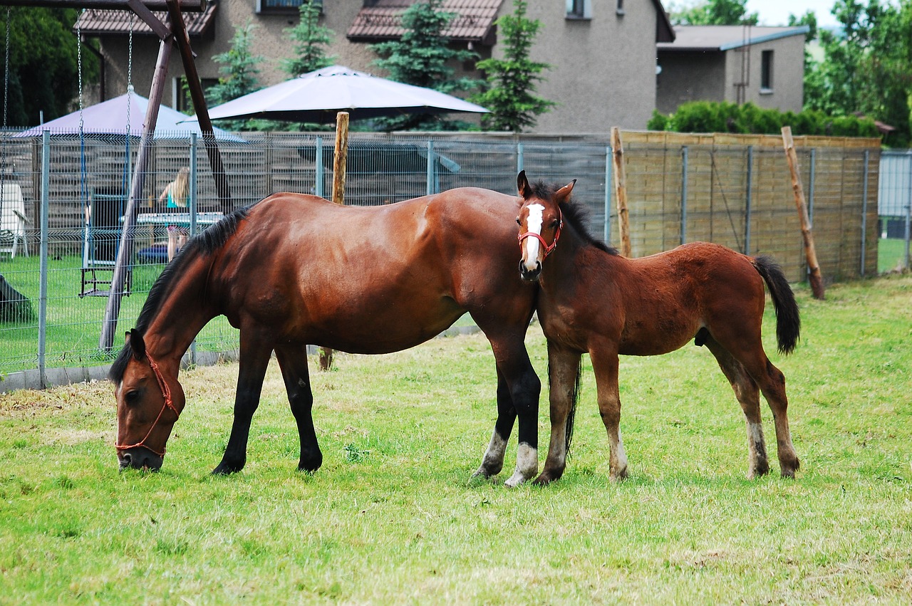 Image - mare offspring the horse bay