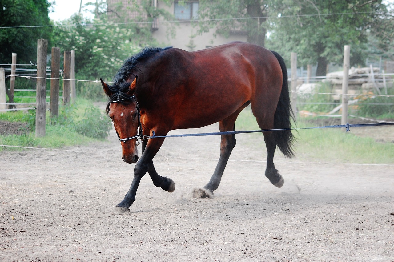 Image - the horse silesian horse