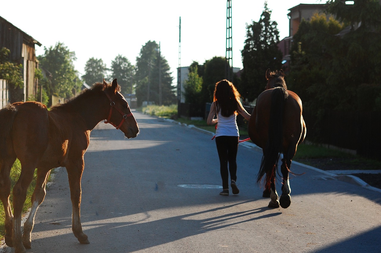 Image - the horse horses offspring village