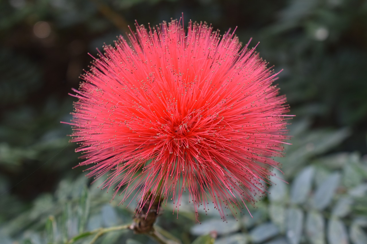 Image - pink peach fuzzy flower plant