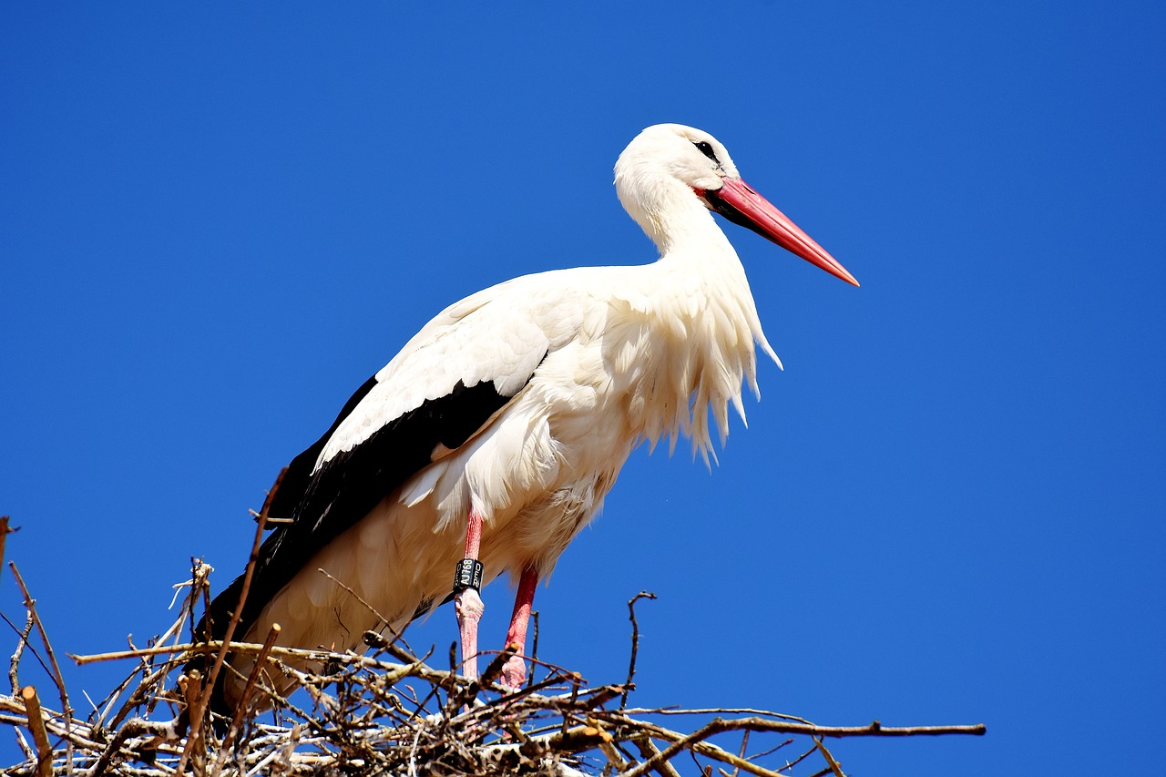 Image - stork fly bird white stork plumage