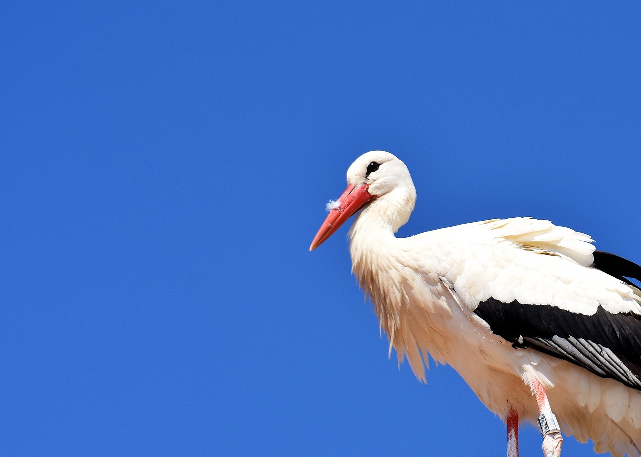 Image - stork fly bird white stork plumage