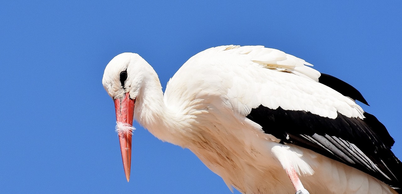 Image - stork fly bird white stork plumage