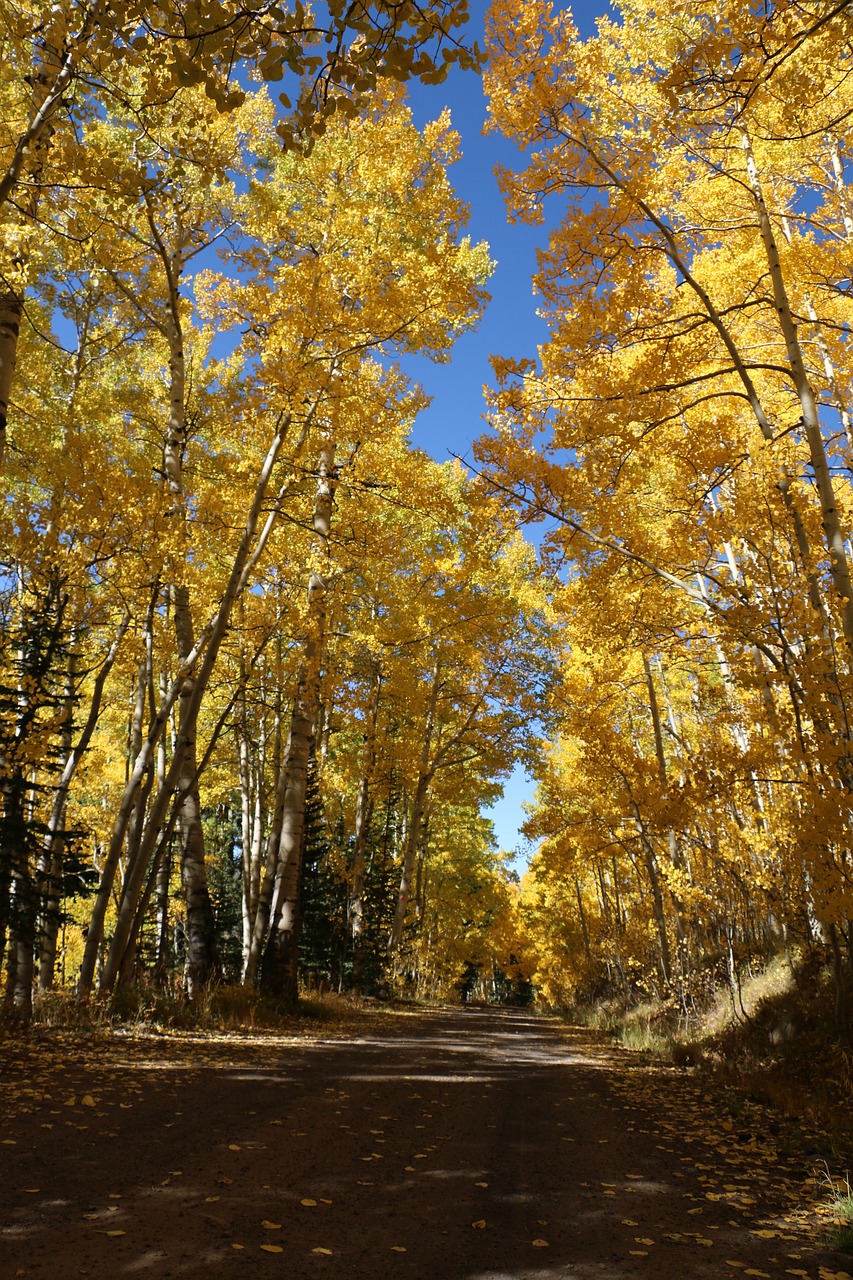 Image - autumn trees aspens fall nature