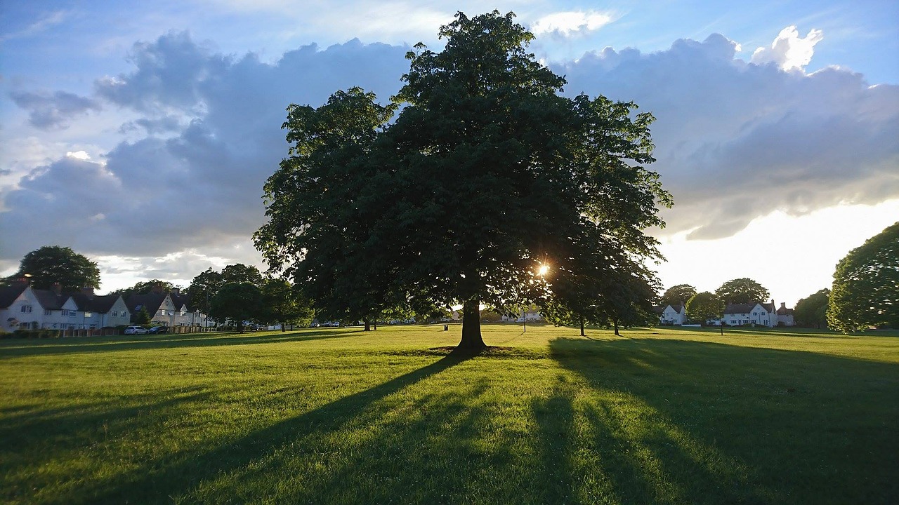 Image - tree grass green landscape nature