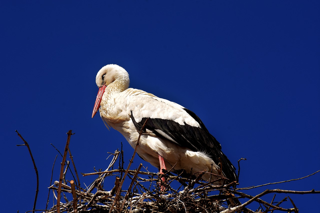 Image - stork sleep eyes closed bird