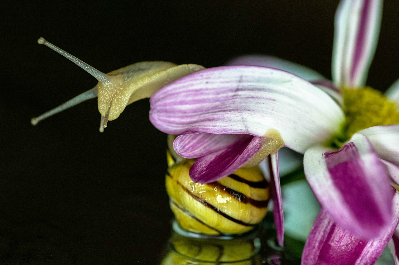 Image - snail blossom bloom shell close