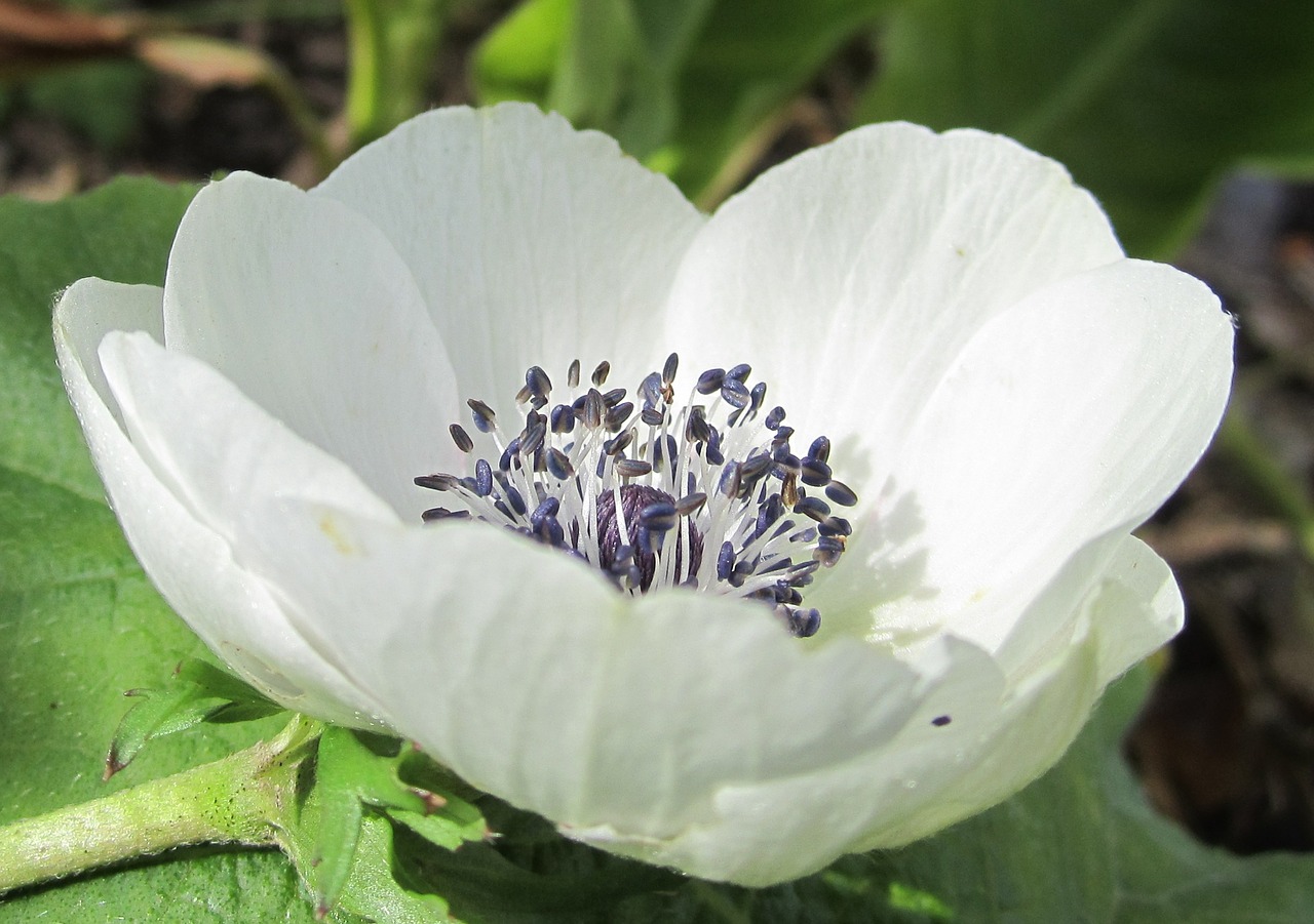 Image - white anemone anemone open anemone