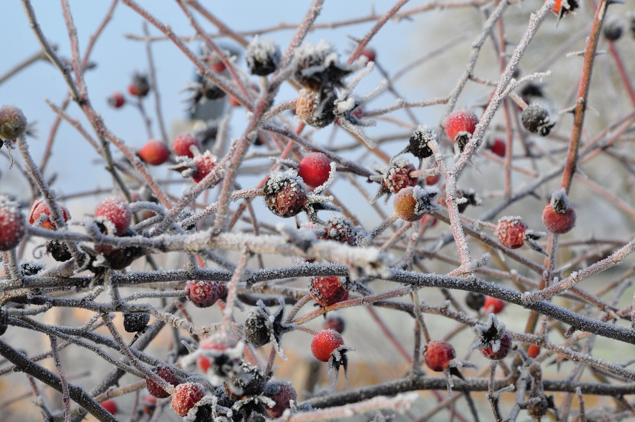 Image - rose frost winter branch twig