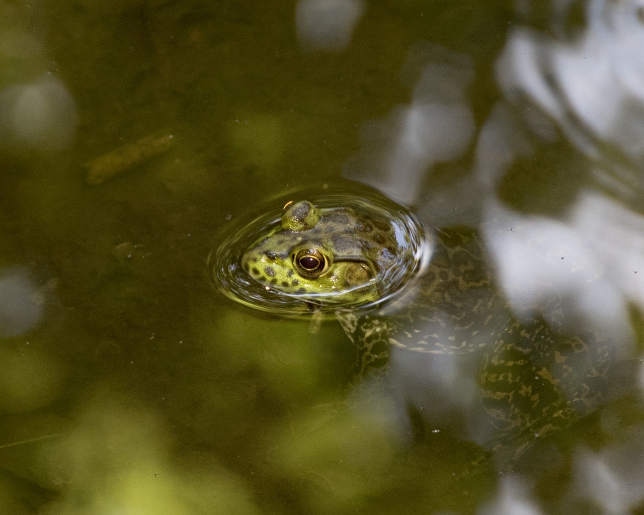 Image - frog bullfrog amphibian nature