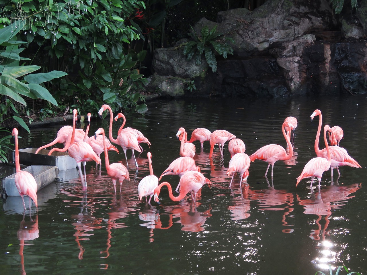 Image - flamingo water birds exotic birds