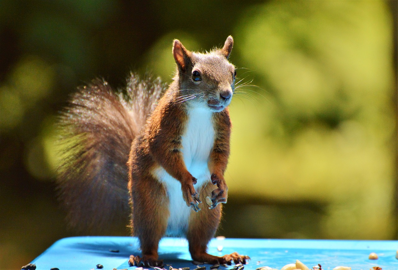 Image - squirrel nager rodent brown nut