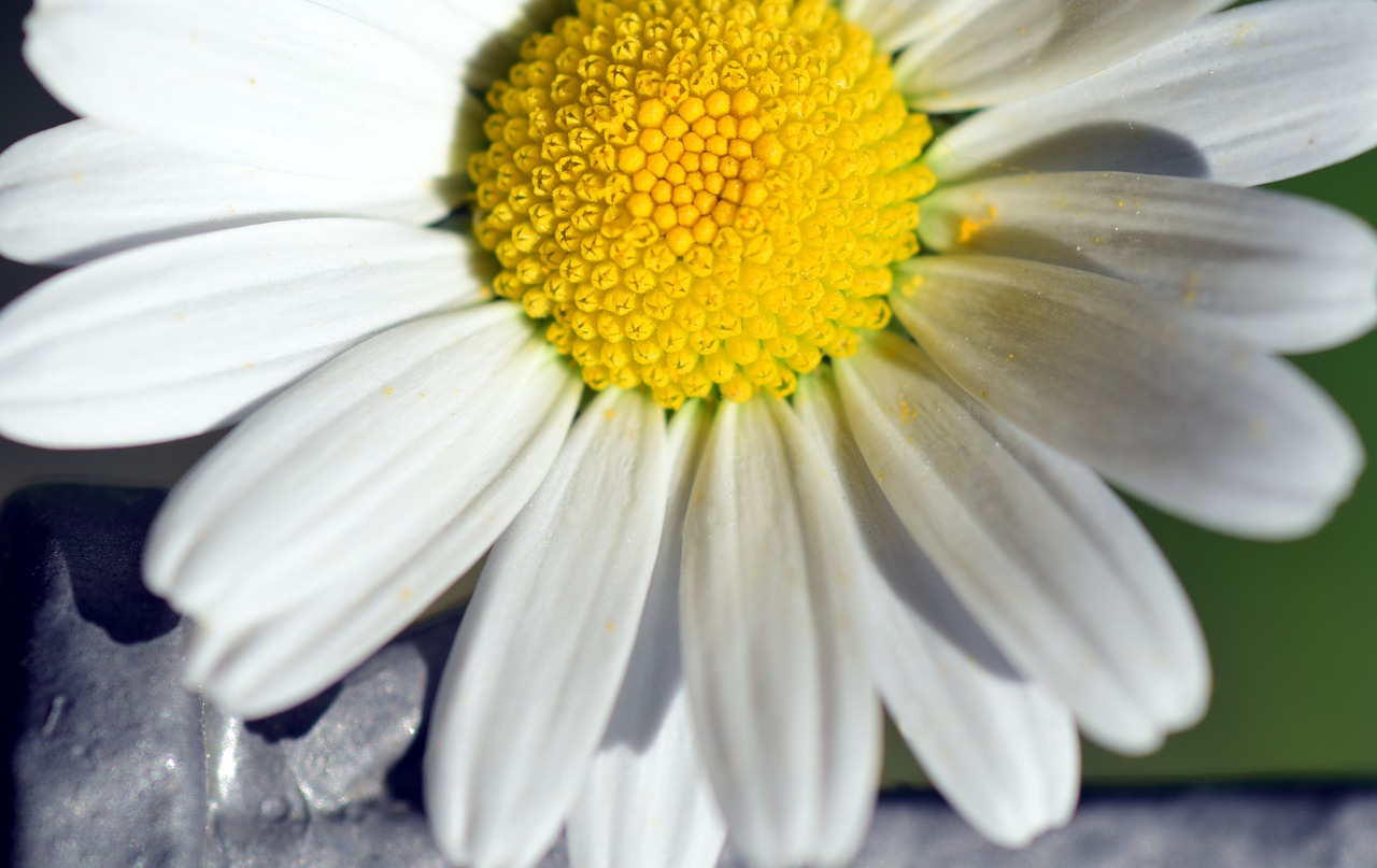 Image - marguerite blossom bloom white