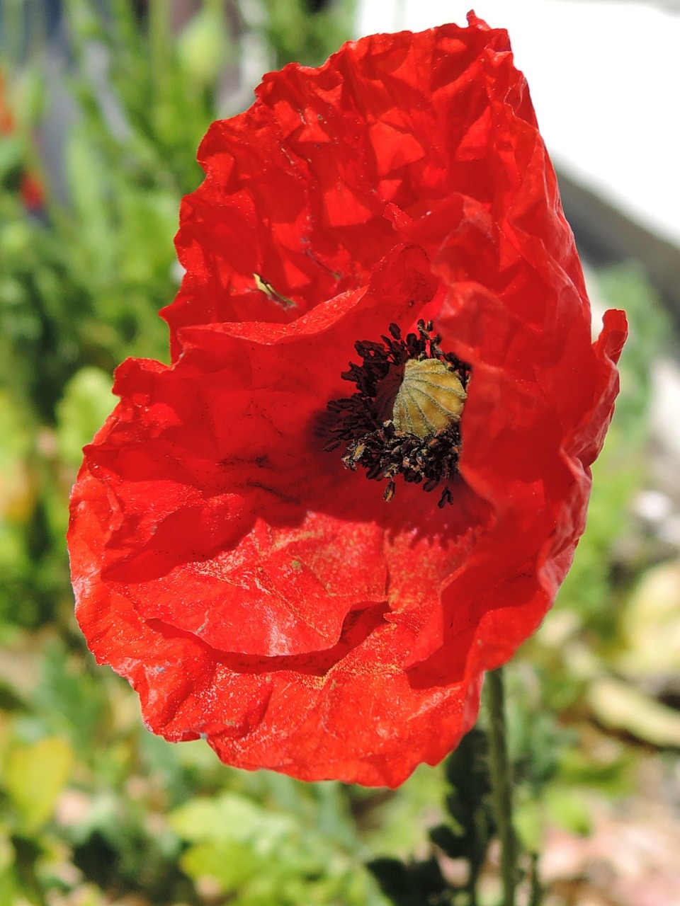 Image - poppy hatching spring red