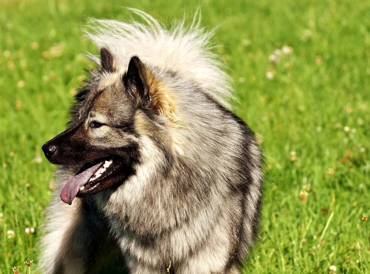 Image - eurasians dog race dog breed pet