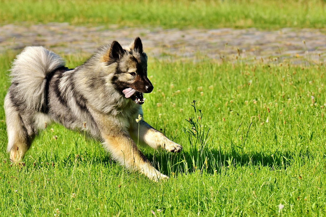 Image - eurasians dog race dog breed pet