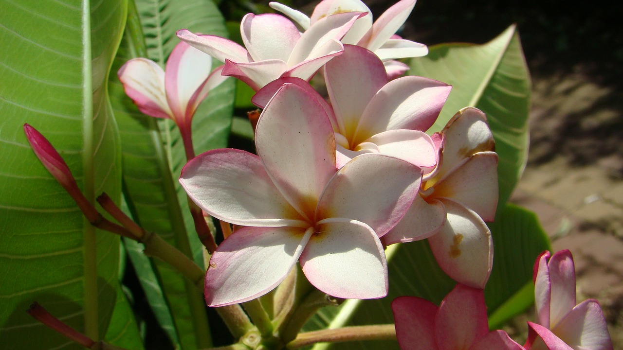 Image - plumeria the far east hkust summer