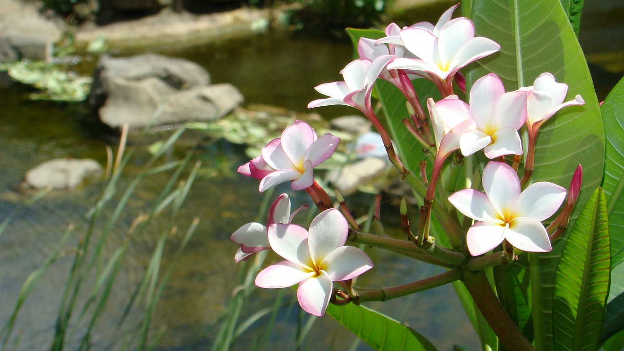 Image - plumeria the far east hkust summer