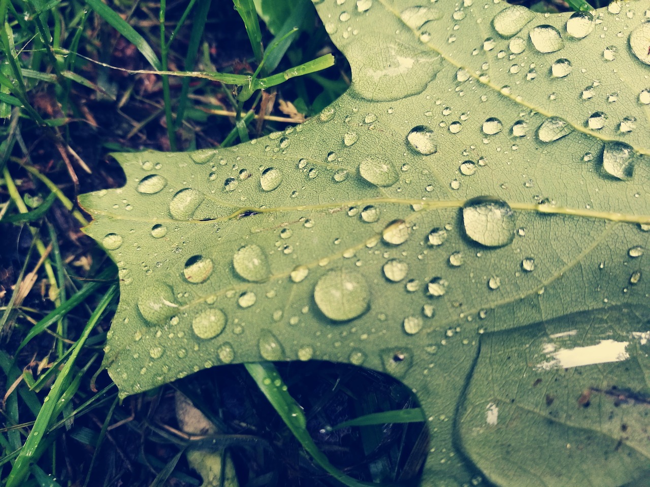 Image - leaf rain drops water