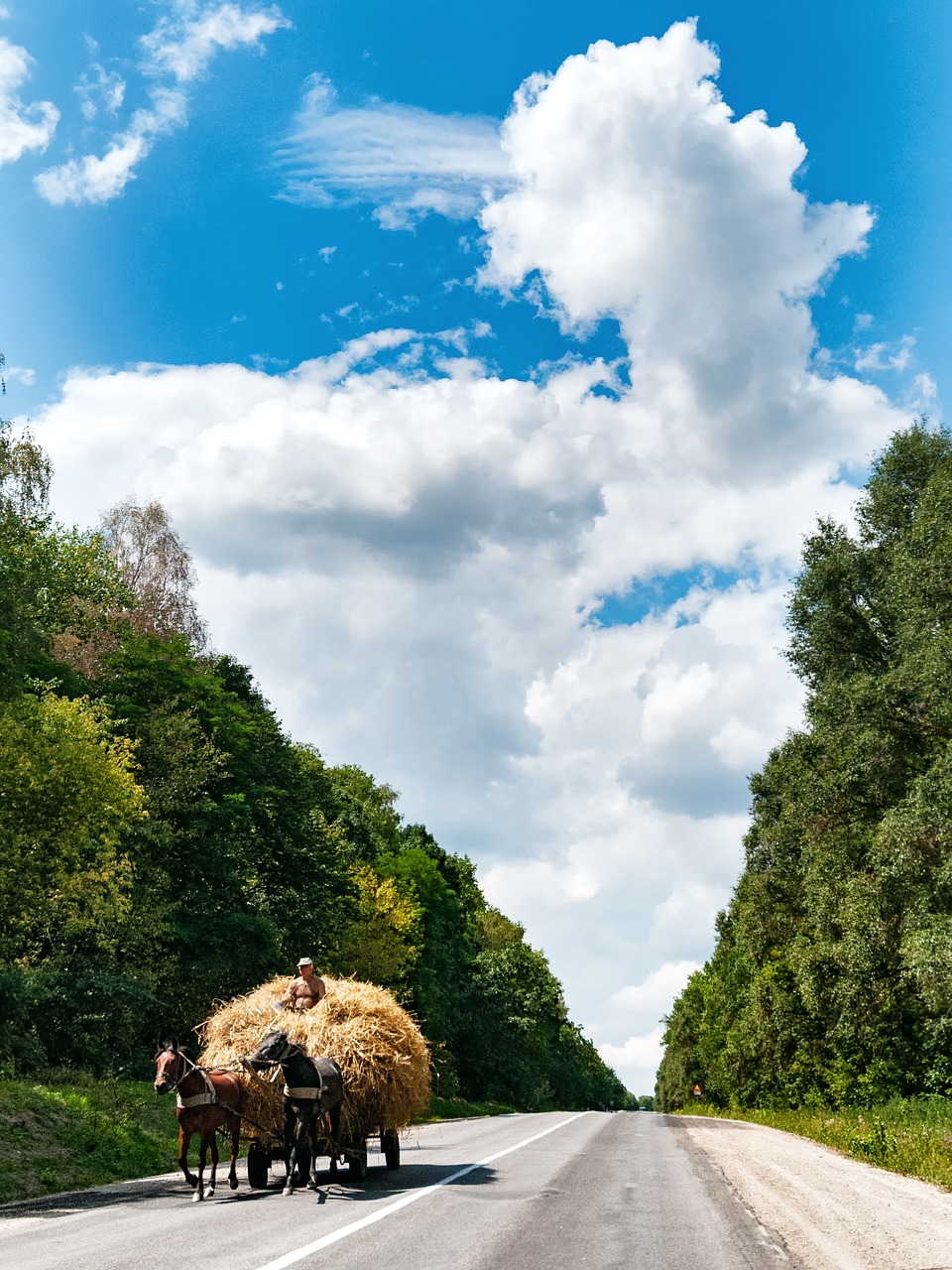 Image - horses coach hay ternopil