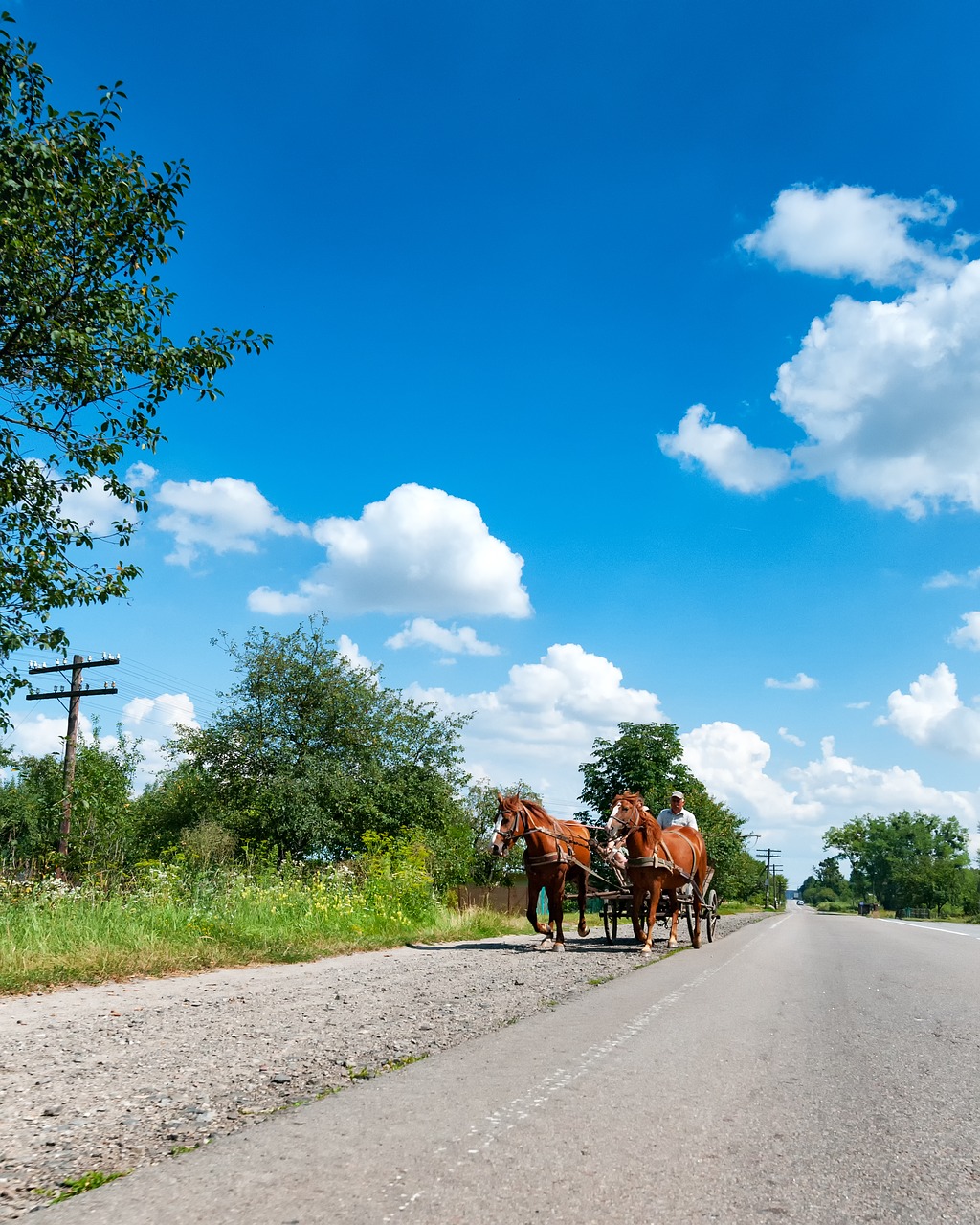 Image - horses coach road ternopil