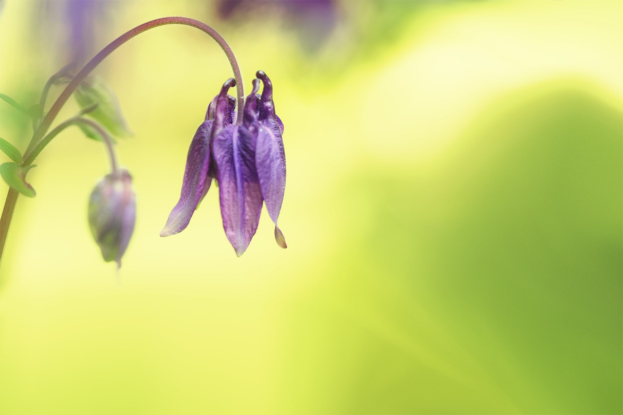 Image - blossom bloom purple flower plant