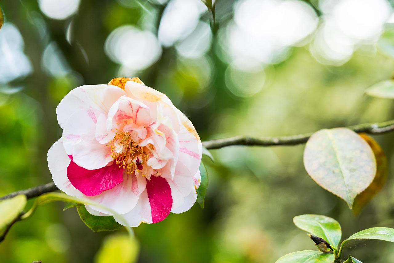 Image - flower hibiscus blossom bloom red