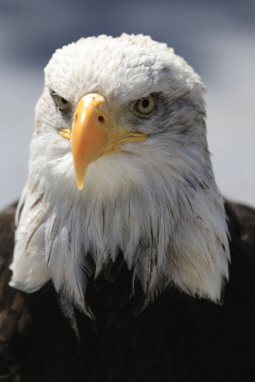 Image - adler eye bill raptor white
