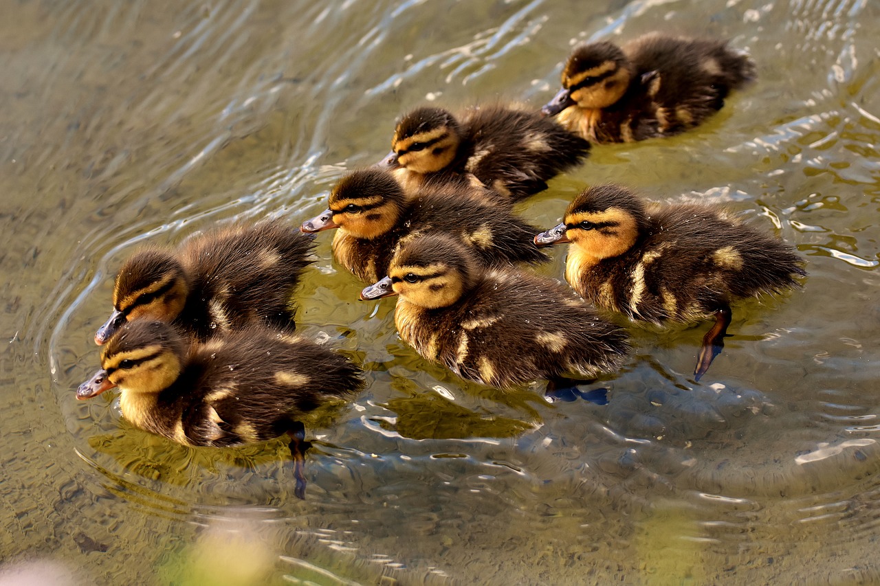 Image - mallard chicks baby swim small