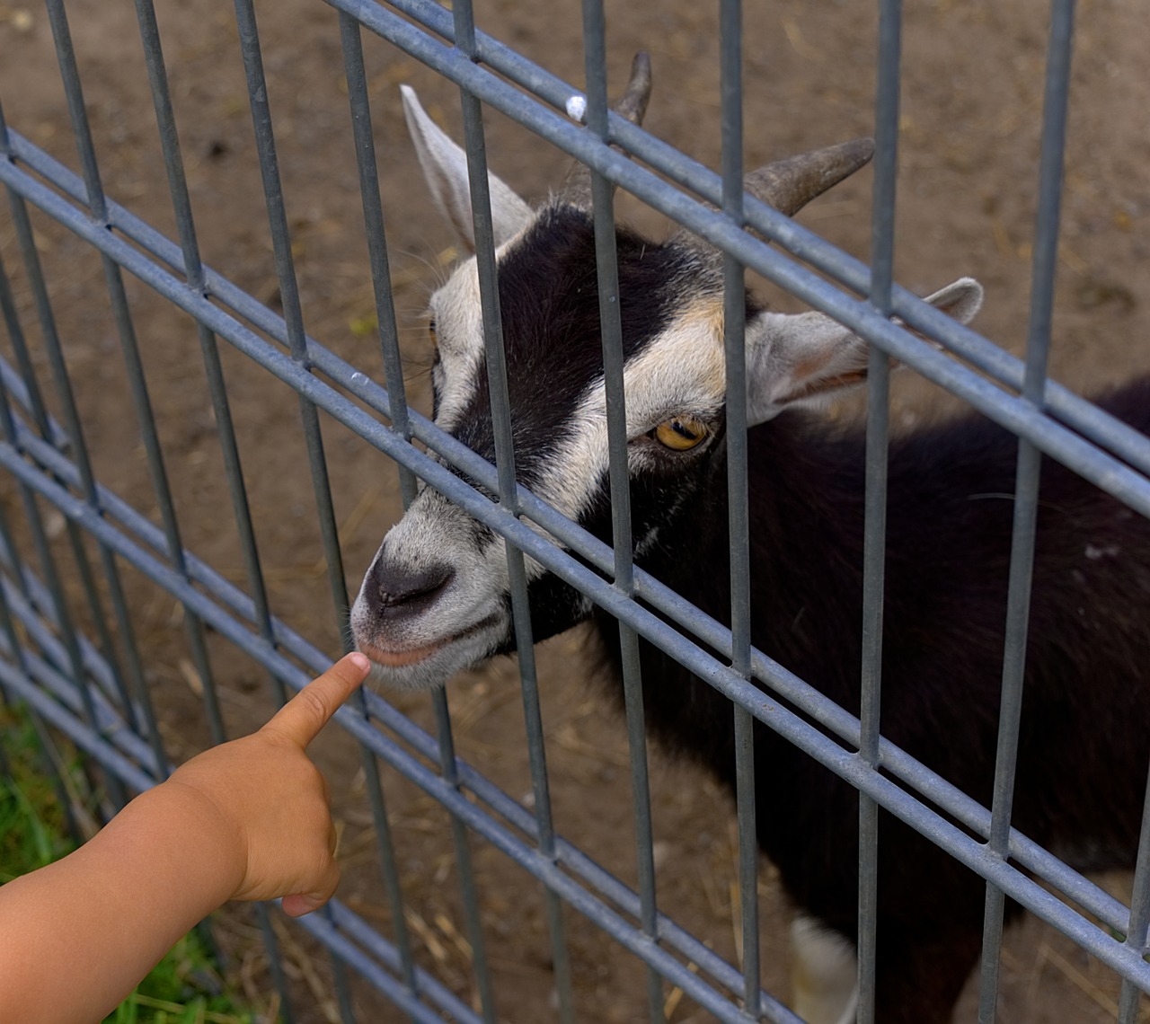 Image - goat fence finger small child