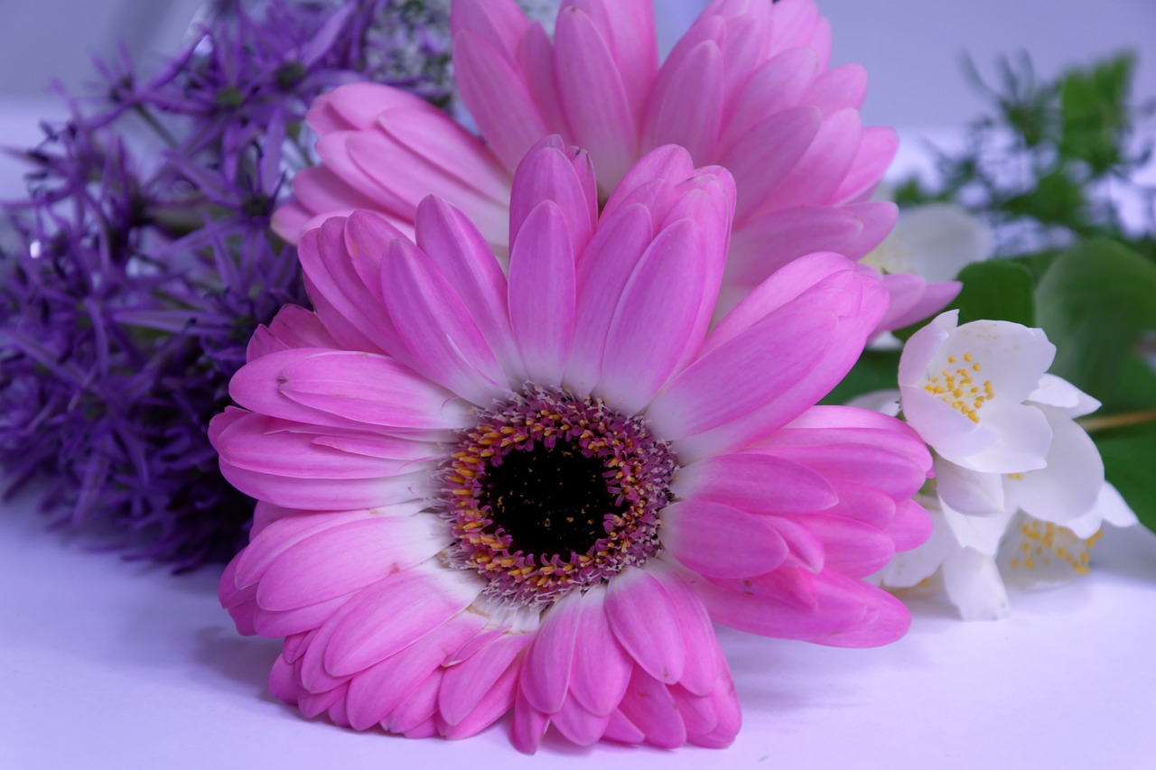 Image - gerbera flower flowers fragrance