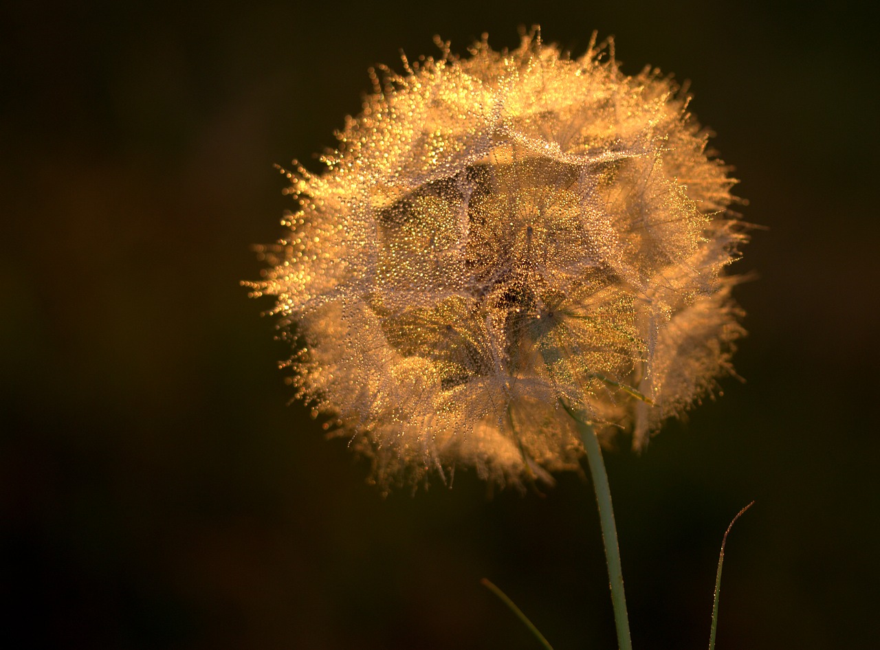 Image - dandelion sunset drops evening