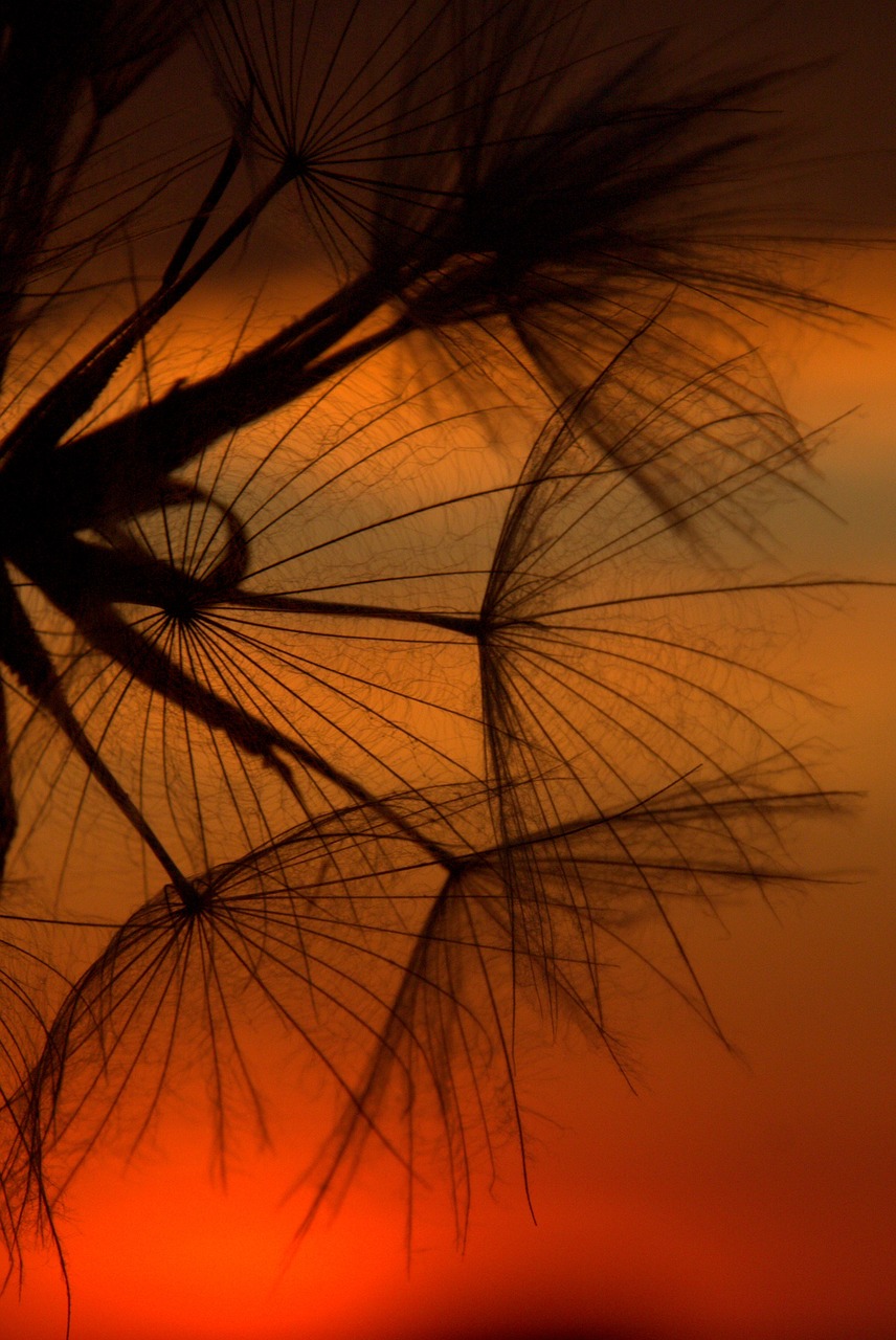 Image - dandelion sunset evening