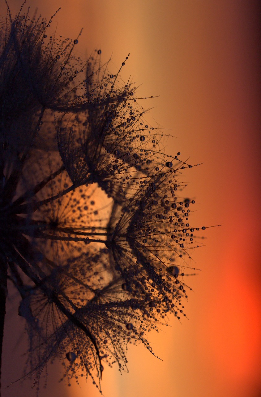 Image - dandelion sunset drops evening