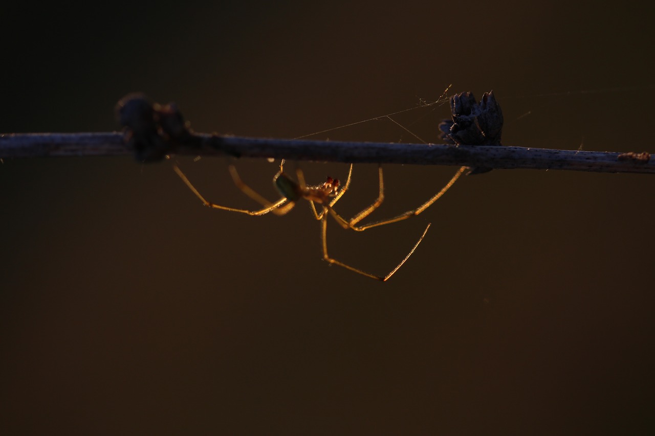 Image - spider casey light in the evening