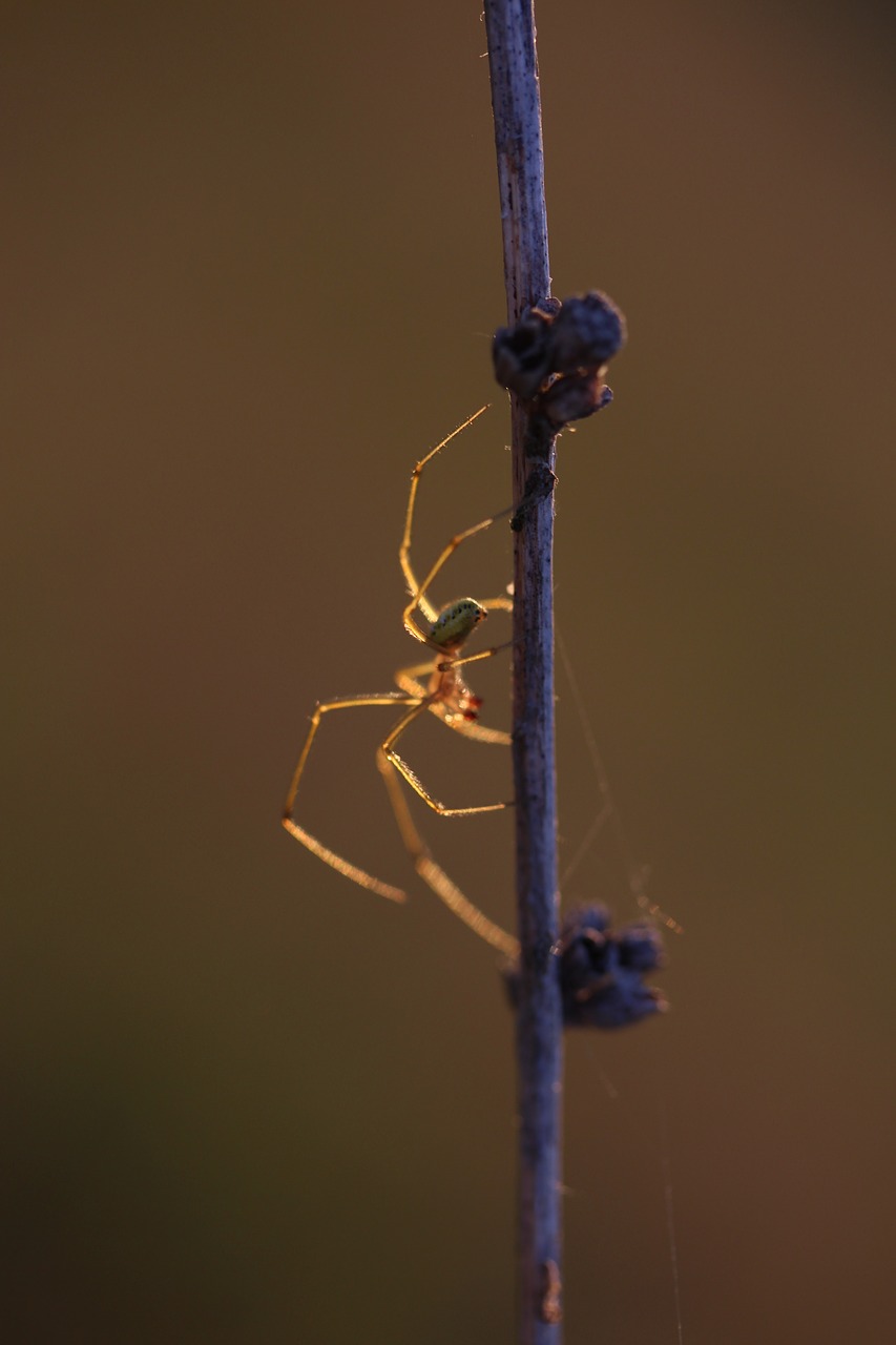 Image - spider casey light in the evening