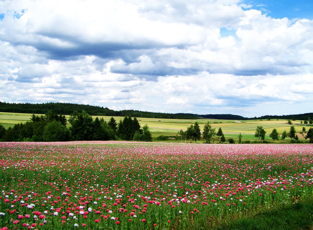 Image - mákföld agriculture landscape