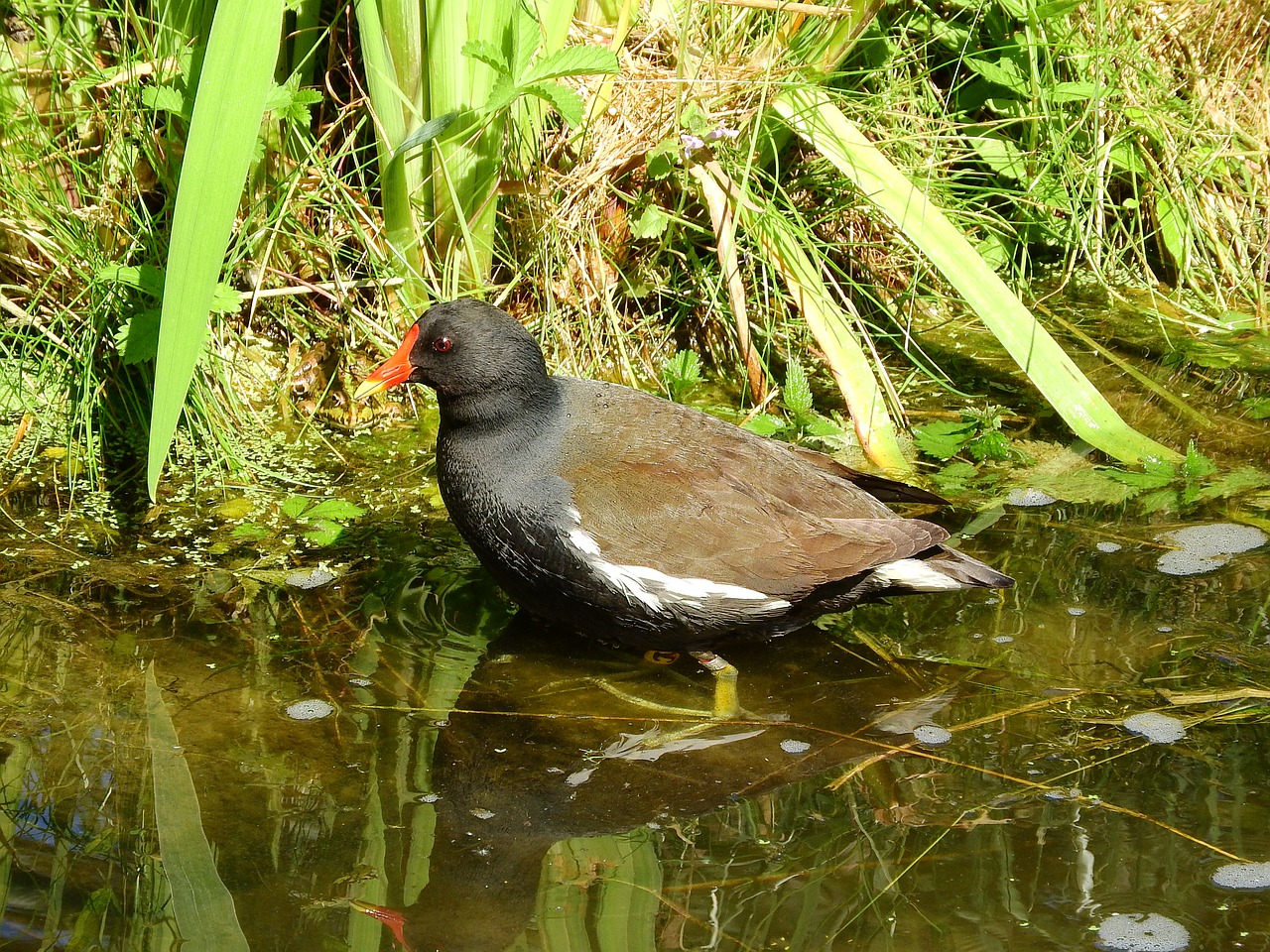 Image - the moorhen gallinula chloropus