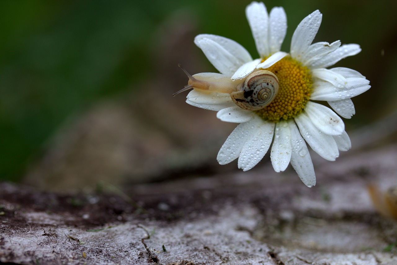 Image - snail shell horns my saturday