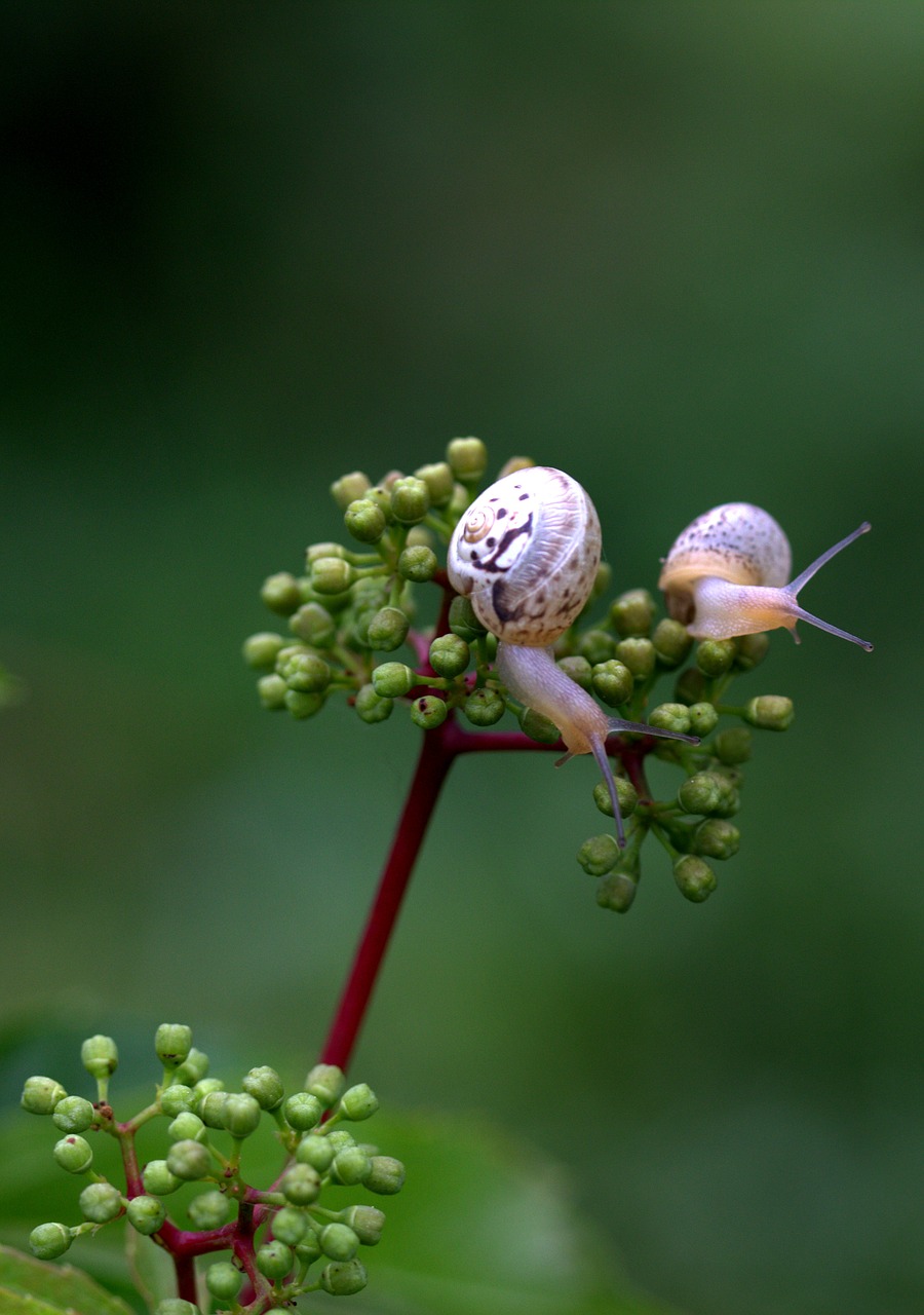 Image - snails pair shell horns