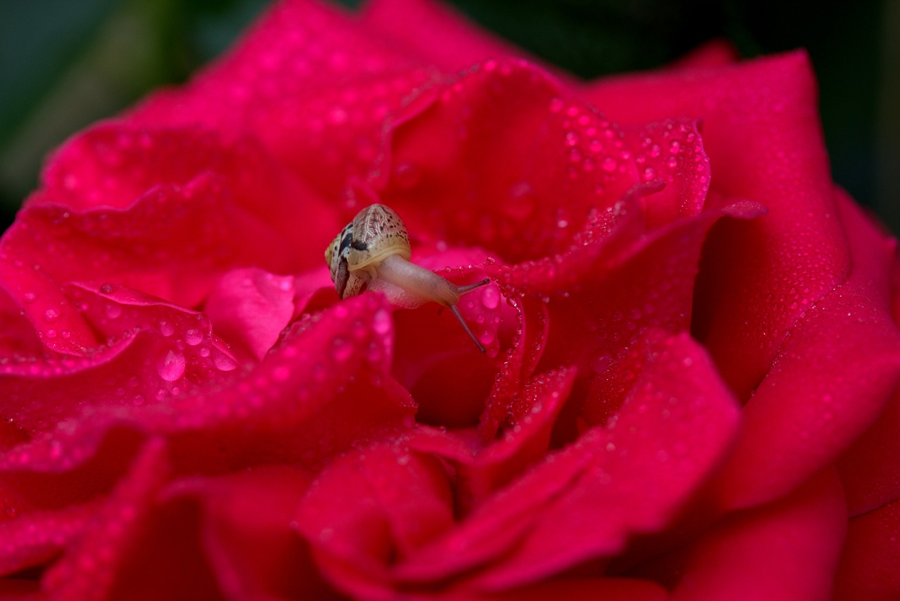 Image - snail rose red drops shell dew