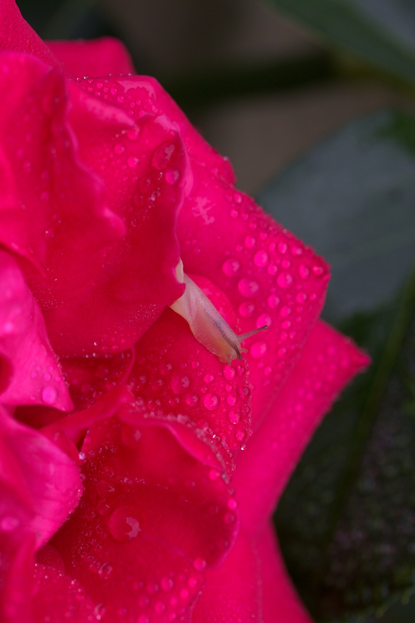 Image - snail rose red drops shell dew