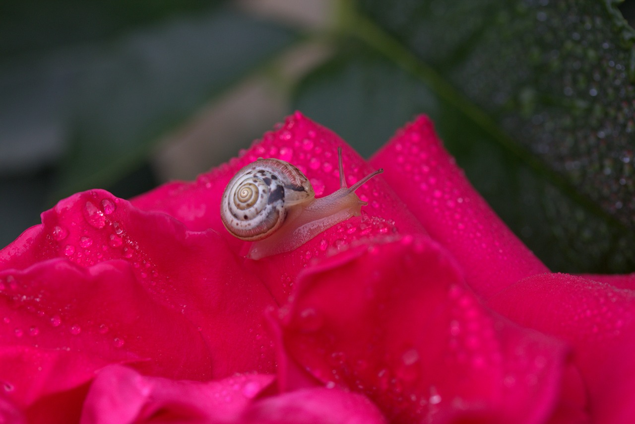 Image - snail rose red drops shell dew