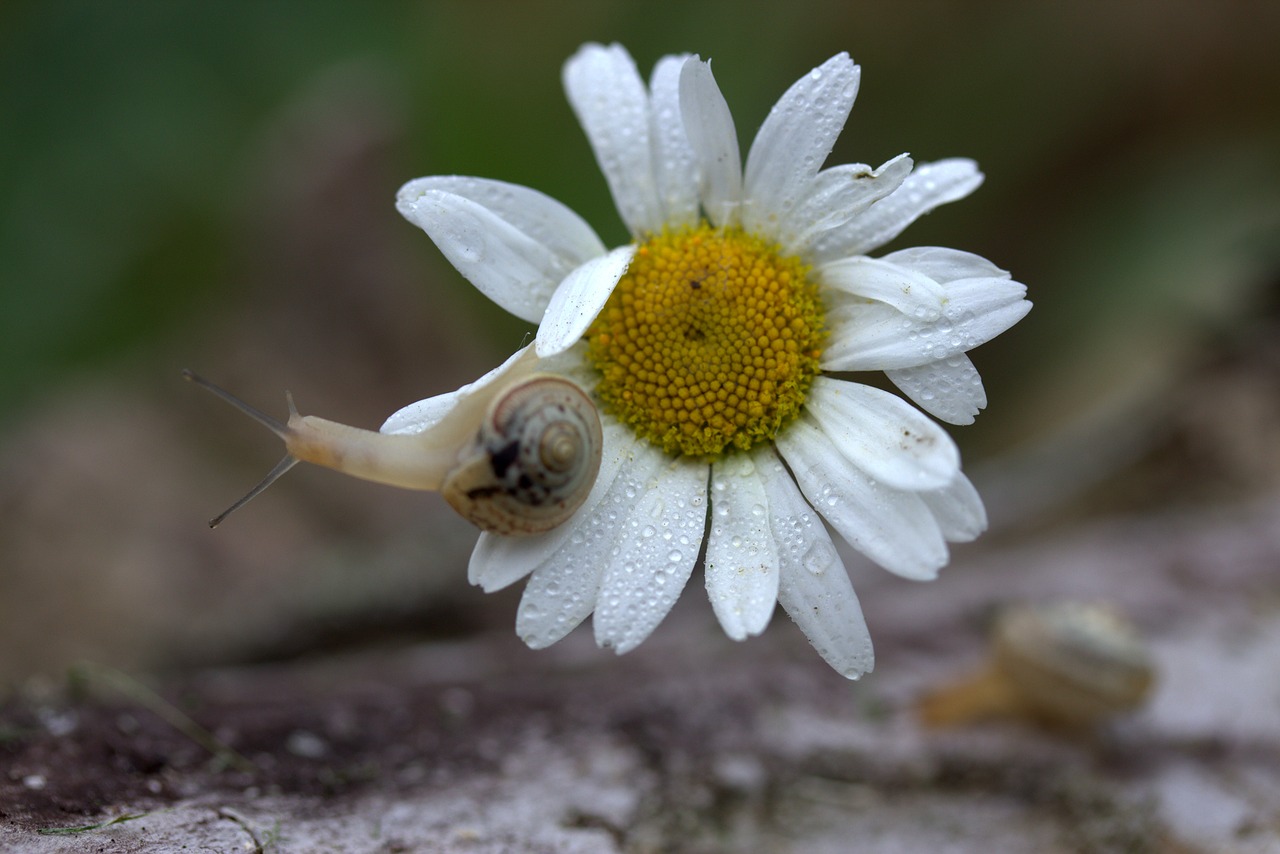 Image - snail daisy petals shell flower