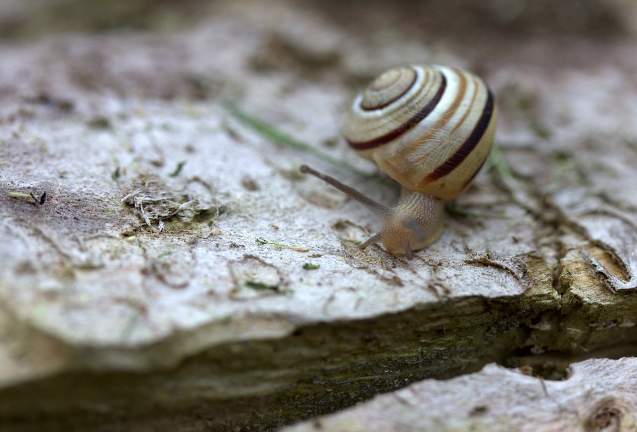 Image - snail shell horns my saturday