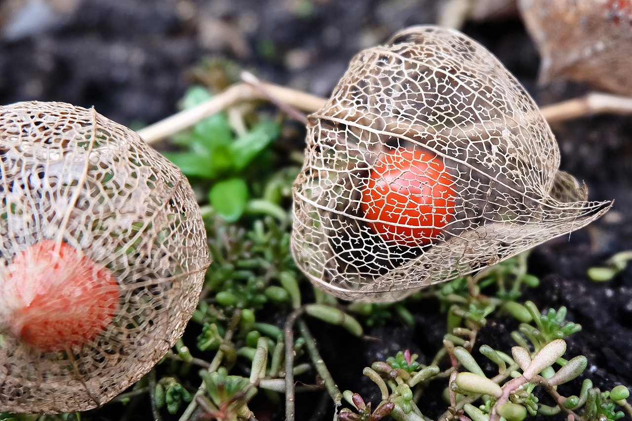 Image - physalis garden plant lampignonblume