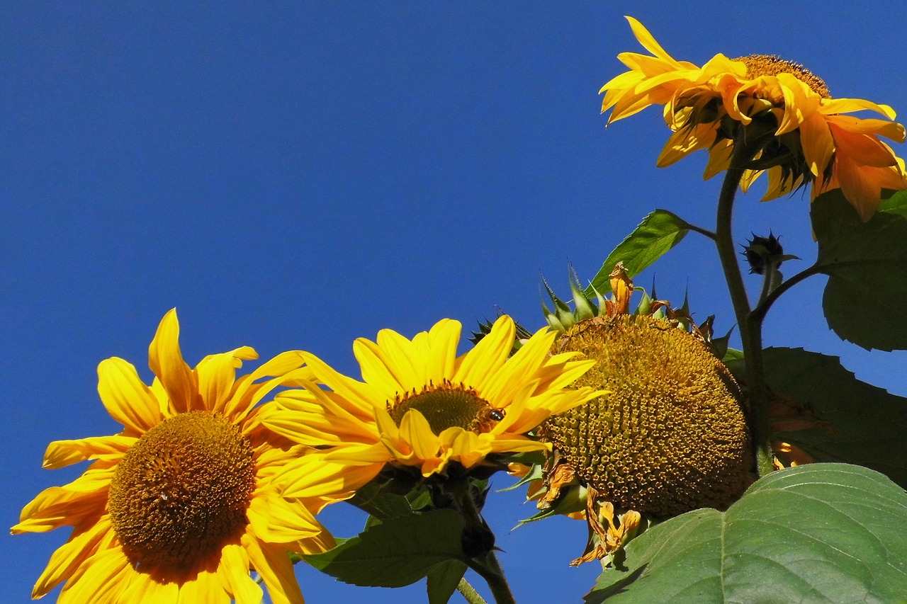 Image - sunflower yellow close nice weather