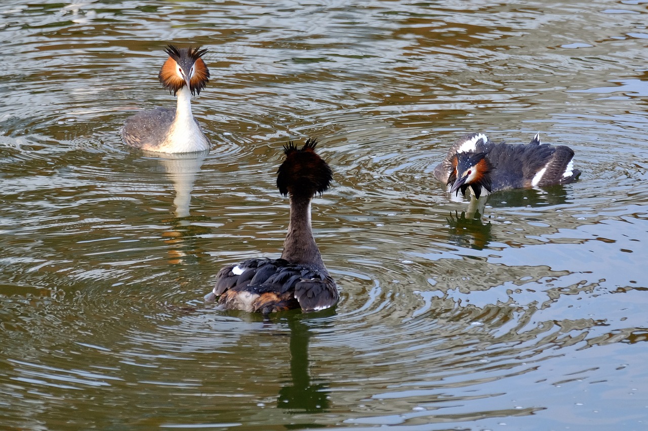 Image - great crested grebe water bird balz